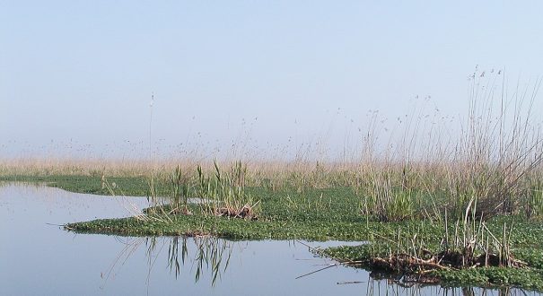 تالاب انزلی در بندر انزلی